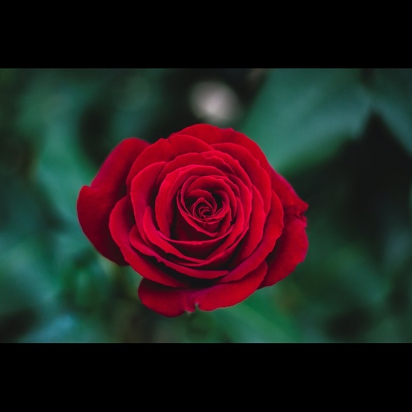 2_rosa